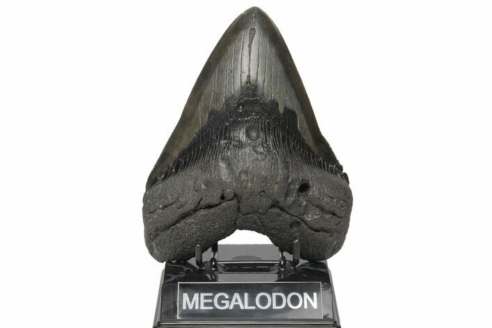 Fossil Megalodon Tooth - Massive Meg Tooth #210738